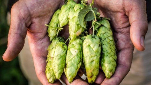 New season hops from Rostrevor Farm.