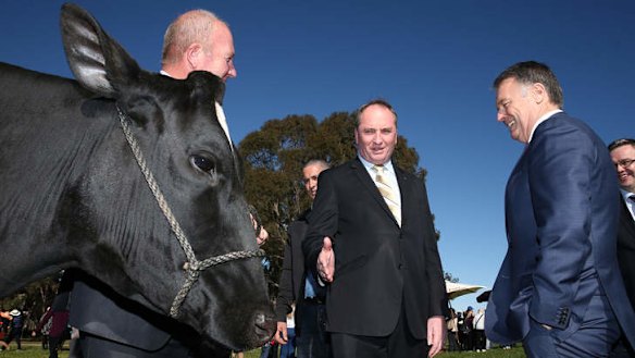 Agriculture Minister Barnaby Joyce and Shadow Agriculture Minister Joel Fitzgibbon inspect a dairy cow on Wednesday. Photo: Alex Ellinghausen