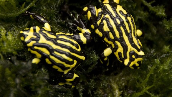 'Hey frog!': Taronga Zoo weighs in to help species back from the brink