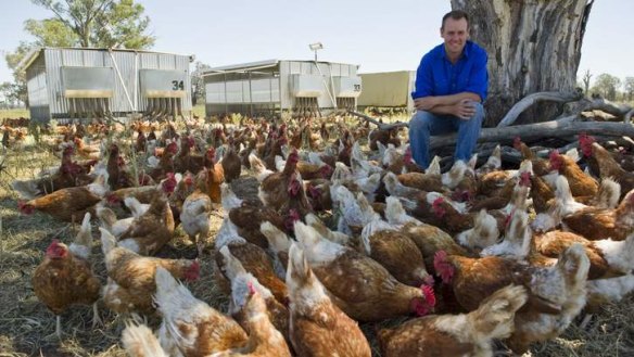Hen heaven ... Sam Pincott, farmer and owner of Holbrook Paddock Eggs, is surrounded by "his girls".