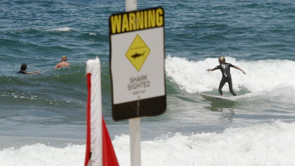Surfers ride the waves at Merewether despite shark warnings.