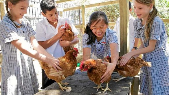 Staging a coop: Bondi Public School students from left, Ellen, Hugo, Victoria and Pinky with the school chickens.