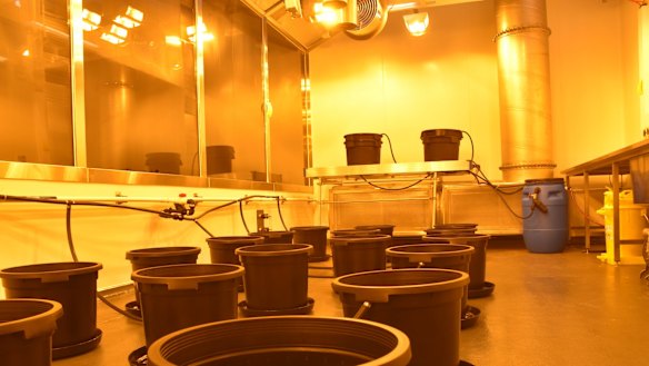 Inside Victoria's secret medicinal cannabis lab