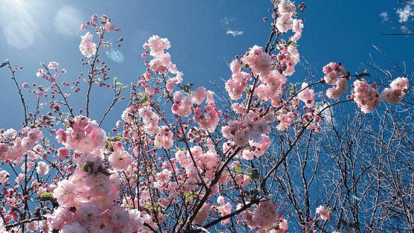 Spring delights: Sake is celebrating sakura this month.