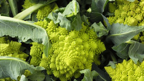 Crunchier and tastier: The Romanesco Cauliflower originated in Italy 500 years ago.