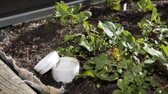 Dom Galloway's bok choy growing in his raised wicking bed that features Geotextile fabric and water inlet.