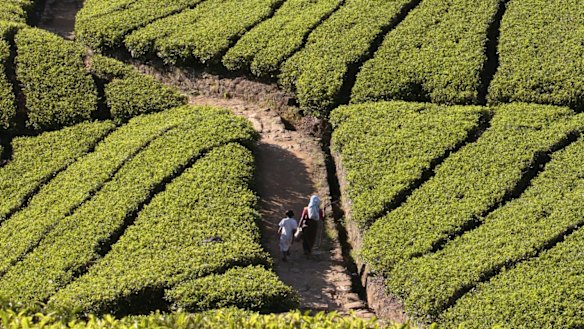 Tea fields in Nuwara Eliya, Sri Lanka. 