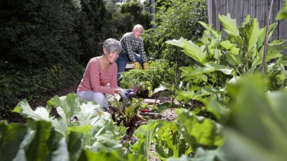 Sharing: Neighbours Jennifer Yeats and Allan O'Neil harvest vegetables from a communal vegetable garden growing in a thin strip of land at their unit development in Yarralumla.