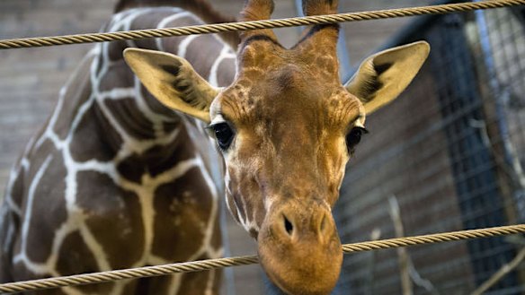 Met with a terrible fate: Marius the giraffe.