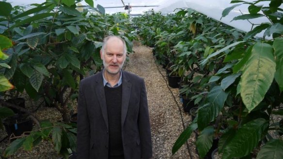 Professor Paul Hadley at the International Cocoa Quarantine Centre in Berkshire, England.