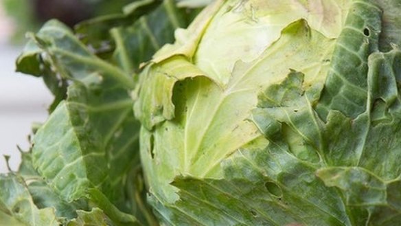 Sauerkraut with heirloom carrots: A crucial first step is to source quality, organic produce thriving with good bacteria.