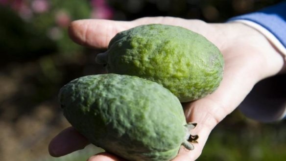 Hefty: Pia Asa's feijoas have weighed up to 156 grams each this season.