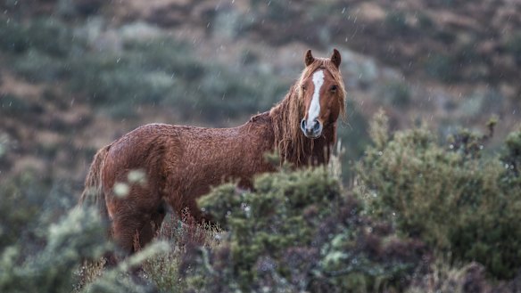 Brumbies are dubbed 'heritage horses' by the NSW government but 'feral horses' by the Victorian one.