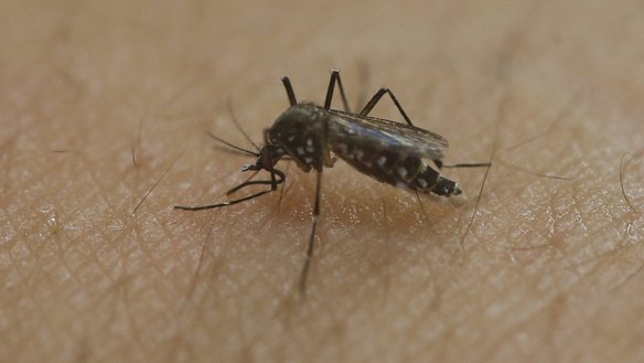 The Aedes aegypti mosquito is the main transmitter of the Zika virus. It is found in parts of northern Australia.