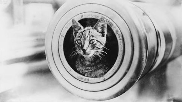 Red Lead, the ship's cat, on board HMAS Perth. She perished with the vessel.