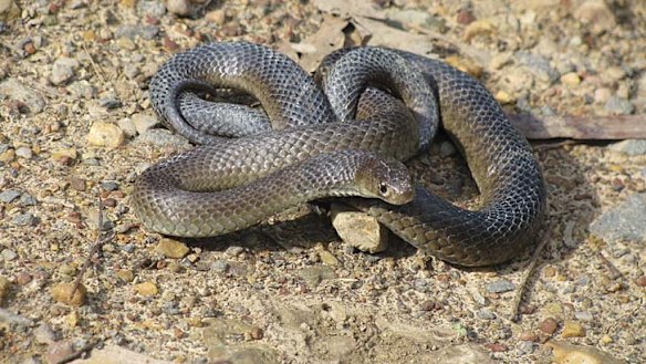 Fatal snake bite mistaken for a stroke