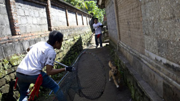 Rabid dogs put bite on Bali