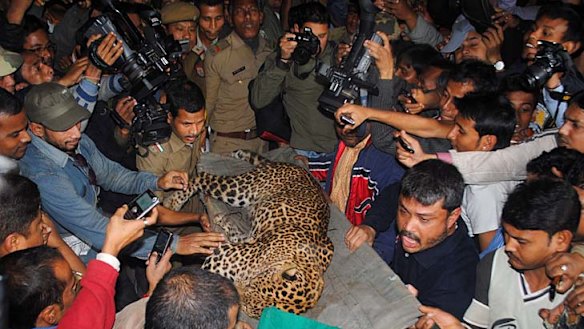 Attacked by a leopard: victim says he was trying to save animal