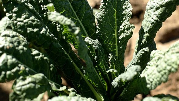 Kale: contains five times more calcium than sprouts; sackloads of vitamins A, C and K; antioxidants galore; high levels of lutein, which is thought to help prevent macular degeneration; and so much iron that it has been dubbed ‘‘the new beef’’.