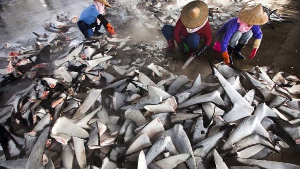 Fishy business: Aproximately half of the world's shark fin trade takes place in Hong Kong.