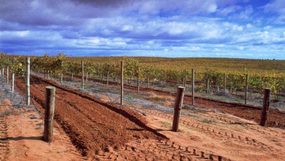 Expanding horizons: Grape vines in the Riverland.