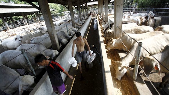 Australian cattle at a feedlot run by the firm PT Tanjung Unggul Mandiri in Tangerang, 25 kilometres west of Jakarta.