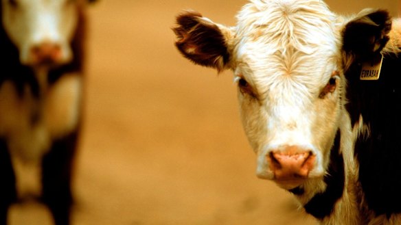 Manure Couture makes fabric out of cow dung, which is rich in raw materials such as cellulose and water.