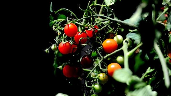 Tomatoes in the family's private vegetable garden at Rodney's nursery.