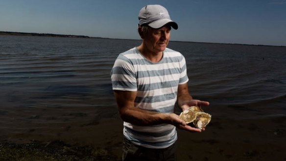 Rich reward: 'There is nothing like being able to taste an oyster straight out of the ocean,' says Lance Wiffen.