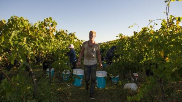 Bucket boy Oke Mayer working during the harvest at Four Winds Vineyard.