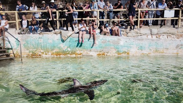 The shark was placed in the pool by staff from Manly Sea Life Sanctuary.