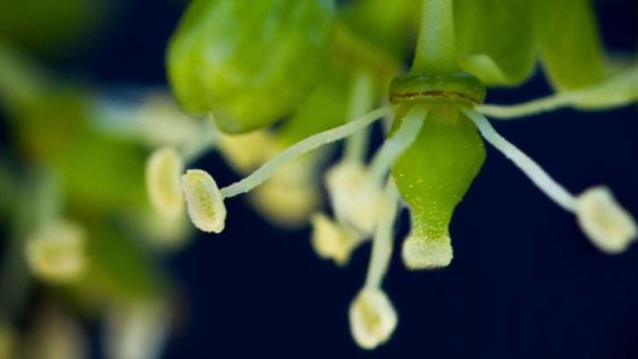 A grape flower in the act of pollination.