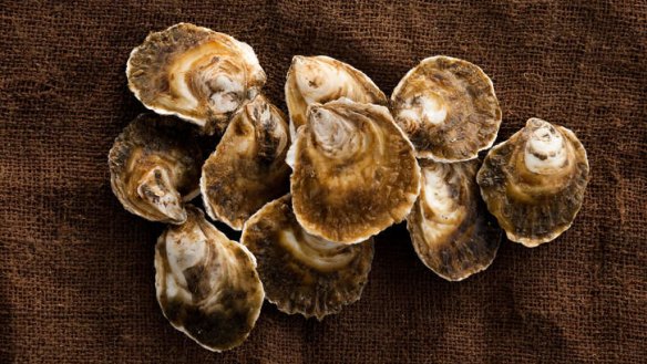 Native angasi oysters are also known as mud oysters and are big, fat and meaty.