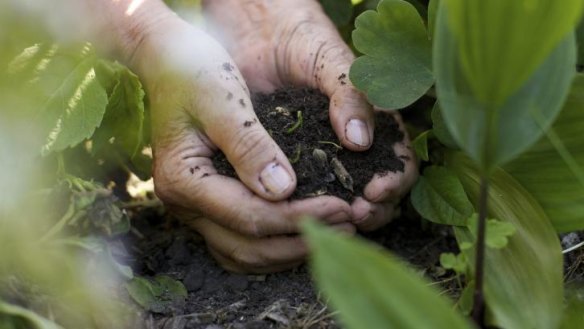 In your hands: Building the quality of your soil will allow your plants to naturally access nutrients.
