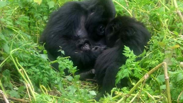 Family ties ... Rwanda's gorillas remind us of our humanity.