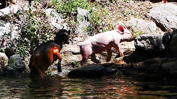 Faked ... the video of a pig rescuing a goat.