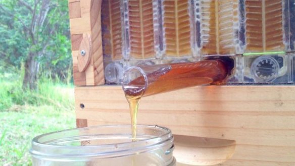 Honey flows from the Andersons' Flow Hive.