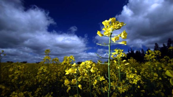 Food Standards Australia New Zealand deems it unnecessary to list oil made from genetically modified canola because it has been so heavily processed.