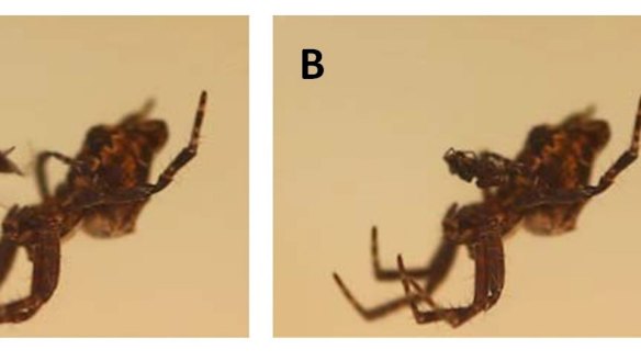 A much smaller male orb-weaving spider has a deadly encounter with a female.