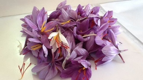 Christine and Ian McMillans' mauve saffron flowers include a rare albino flower.