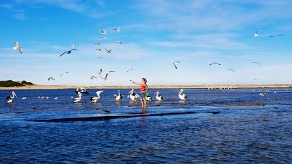 Gone prawning ... The Entrance.