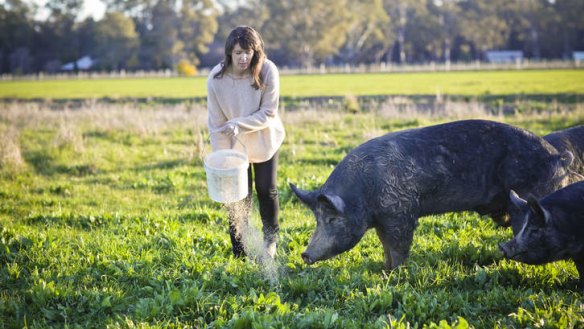 Free range ham: Lauren Mathers feeds her Bundarra Berkshires.