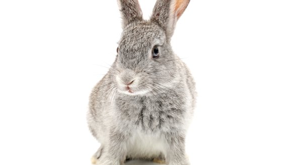 Baby Bunny isolated on white Isolated rabbit.
iStock image downloaded under the Good Food team account (contact syndication for reuse permissions).
