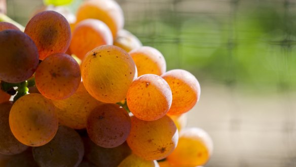 Gerwurztraminer grapes.