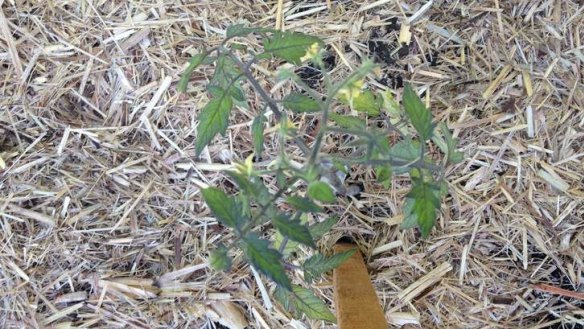 Several Queensland companies are producing certified organic sugar-cane mulch which is ideal for young tomato plants.