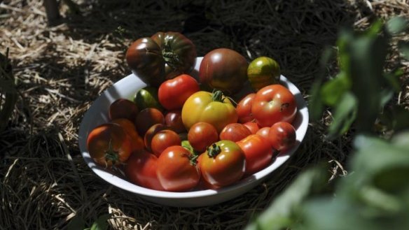Greg Blood's home-grown tomato varieties.