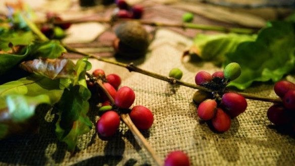 Skybury coffee berries. 