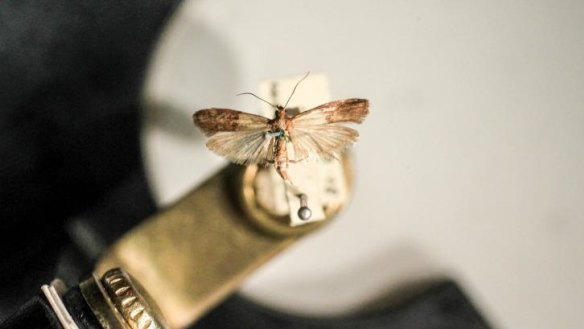 Indian Meal Moth, at the Australia Museum, Sydney.