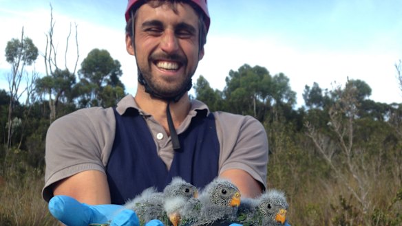 Dr Dejan Stojanovic out in the field in Tasmania with young orange-bellied parrots.