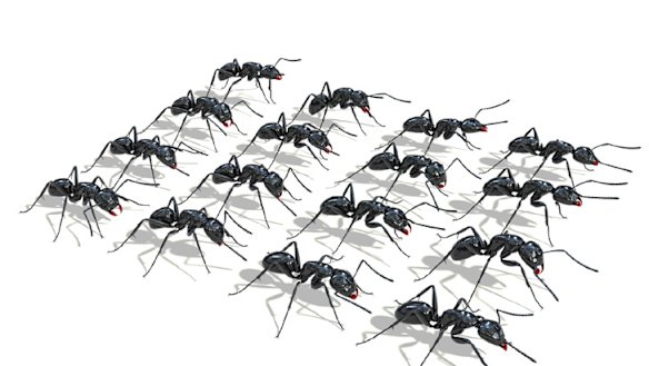 Thirsty ants invade Perth properties